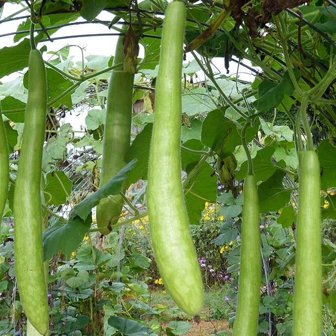 Cucuzzi Gourd Cucurbita pepo seeds for garden planting